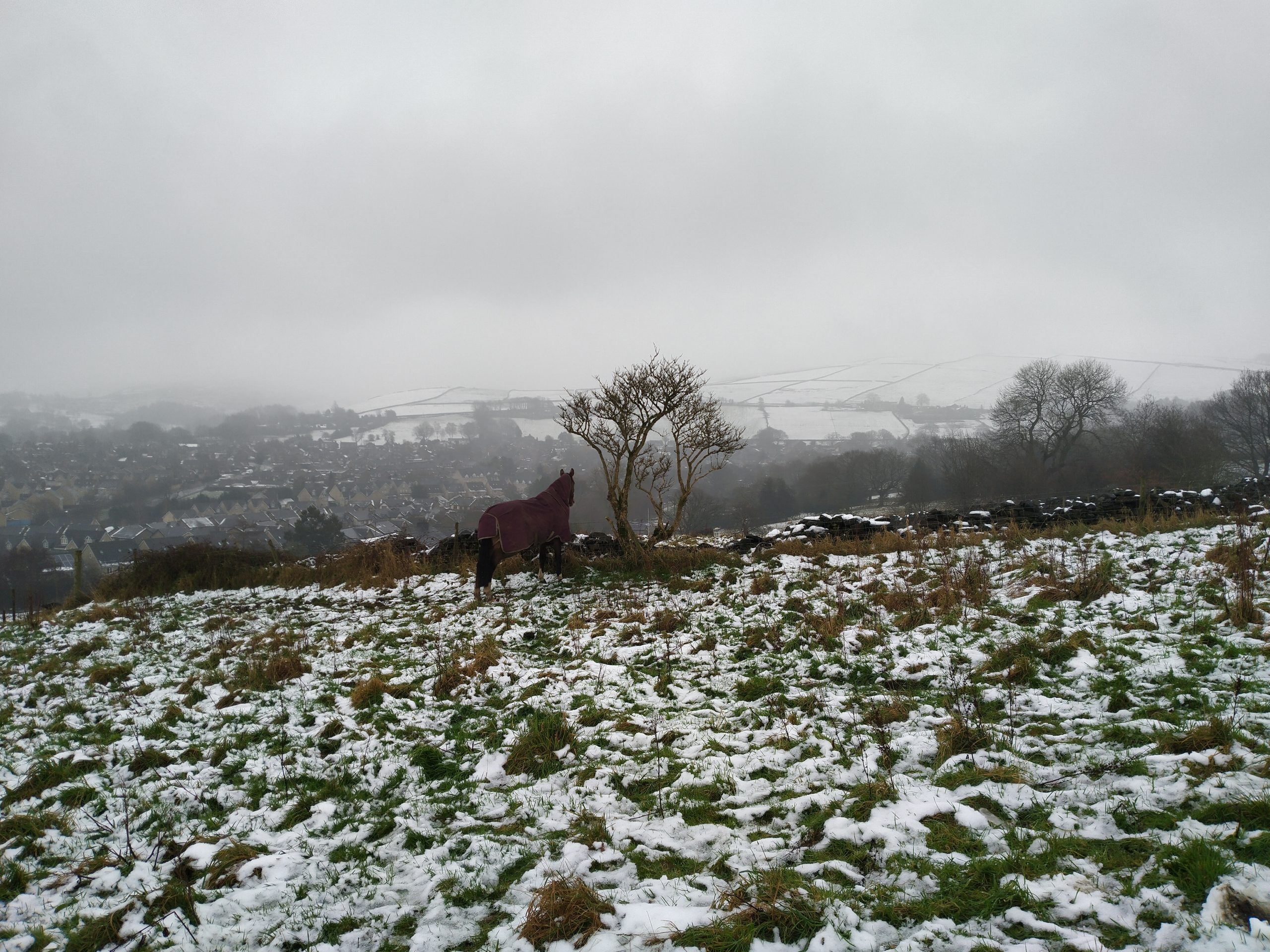 A horse on the hill near our house